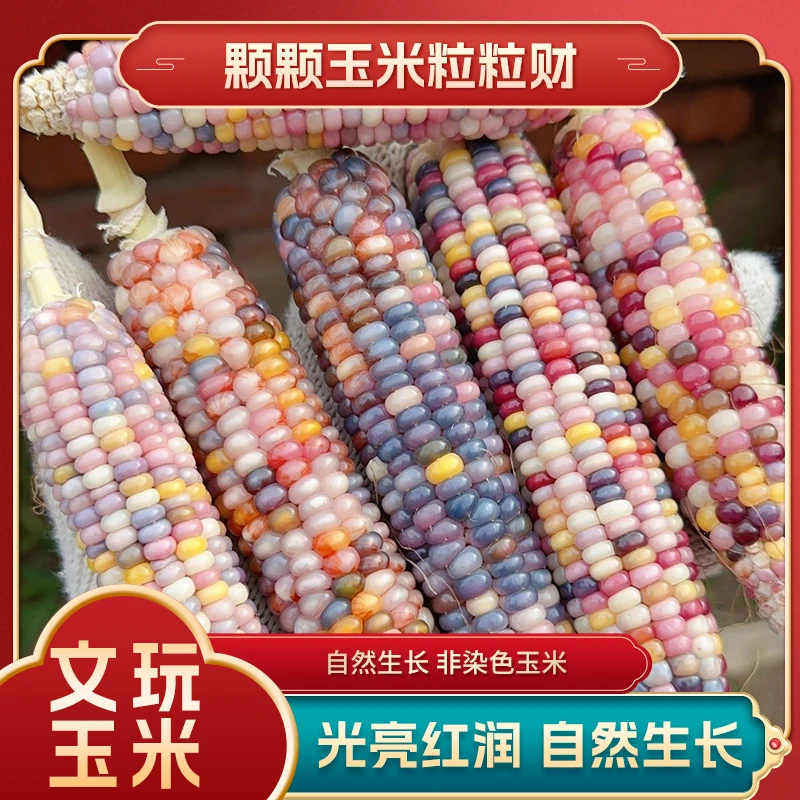 彩虹【文玩玉米】  毛料  一物一拍  自行截图颗粒小玉米包浆小玉米