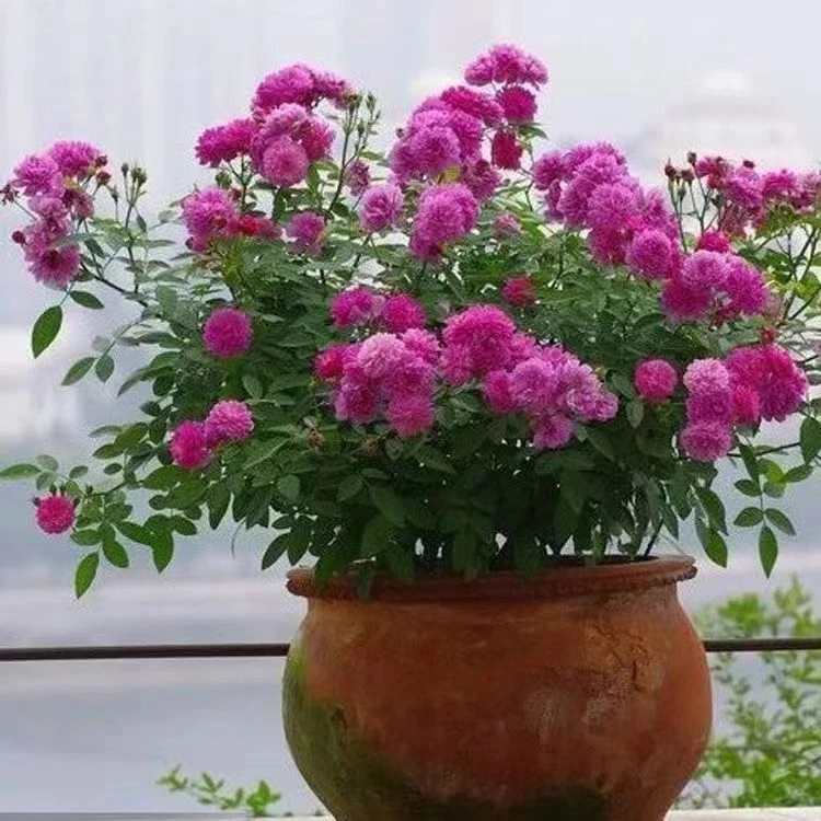 【甜蜜马车】爆香紫月季 勤花丰花浓香微月抗病盆栽花卉 一加仑中苗