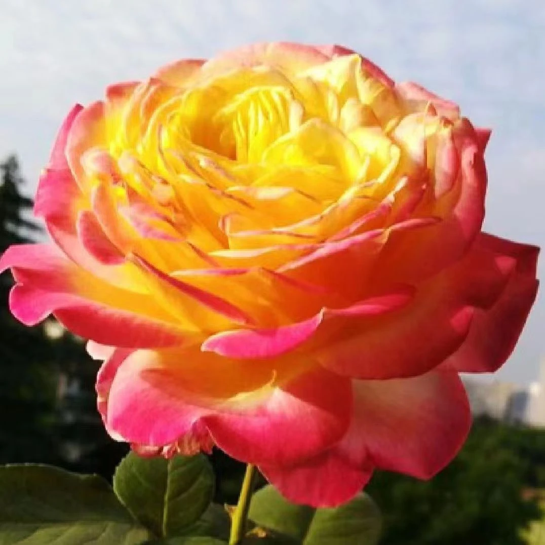 【柯德斯庆典】新品大花，勤花切花直立好灌木月季阳台