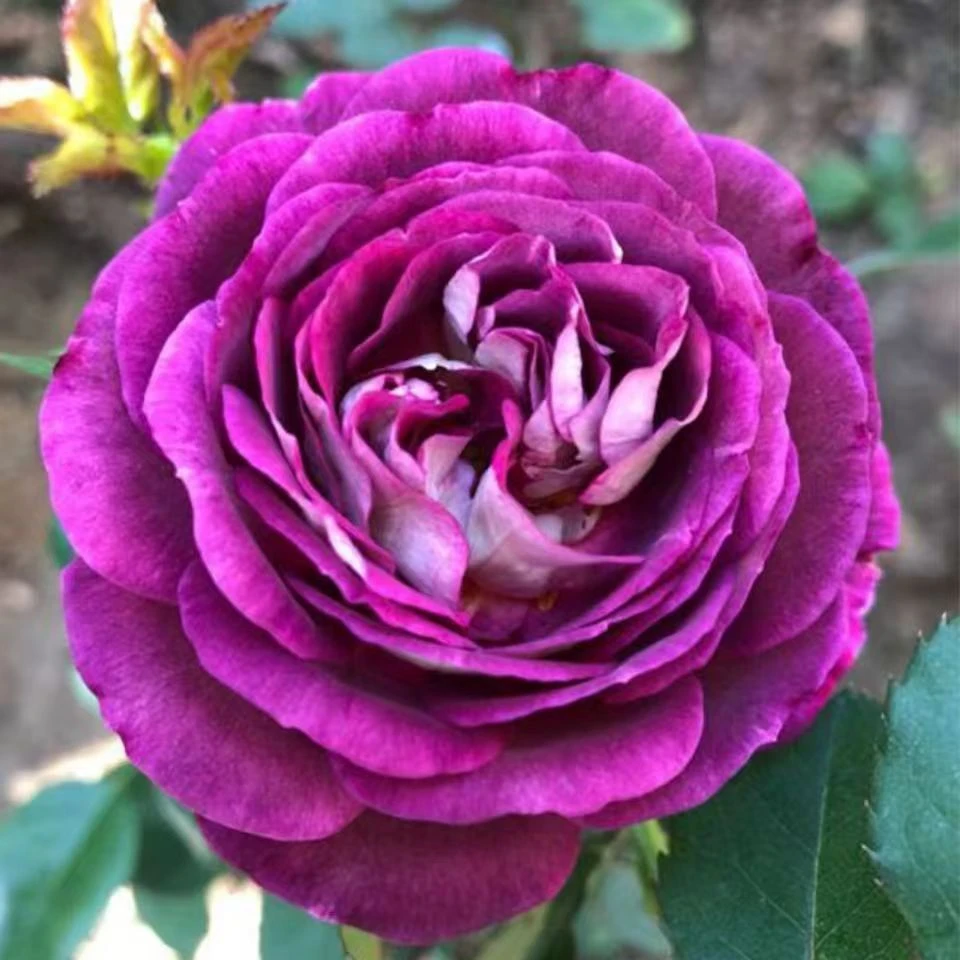 【合唱团】月季花苗大花浓香紫色灌木观花抗病植物四季开花丰花多头