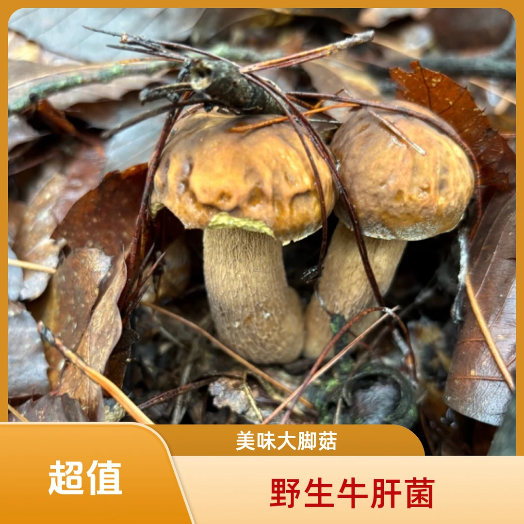 野生美味牛肝菌，大脚菇冬日火锅