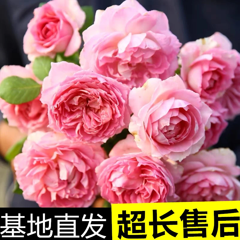 罗衣大型藤本月季浓香大花四季开花攀援花卉庭院阳台盆栽爬藤植物