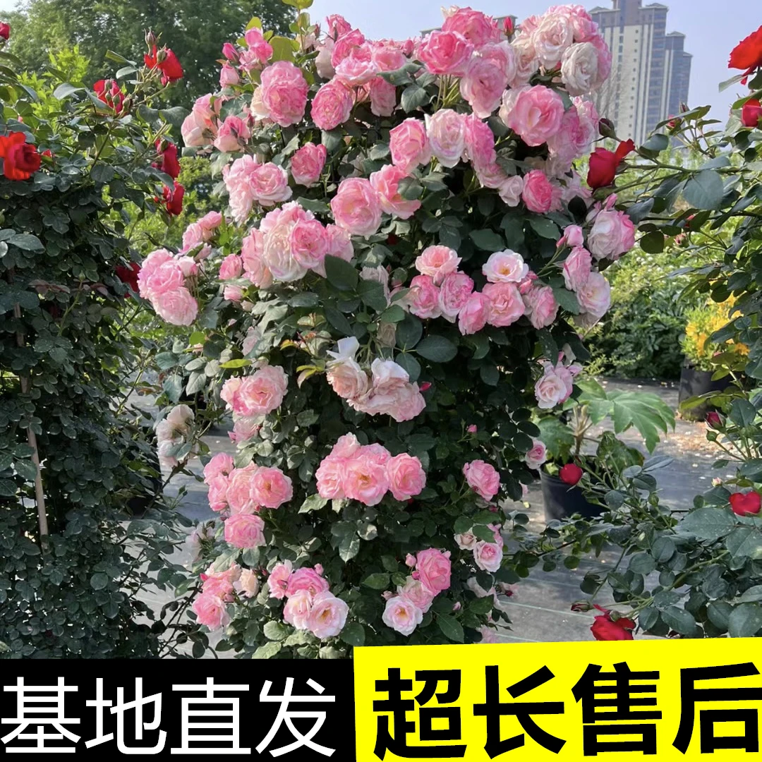 樱霞两广推荐藤本月季四季开花庭院阳台植物爬藤蔷薇花卉耐寒耐热