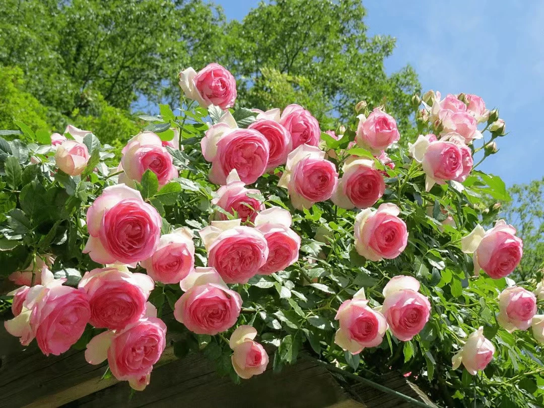 爬藤月季大花浓香四季开花南方北方都能种阳台庭院都好养