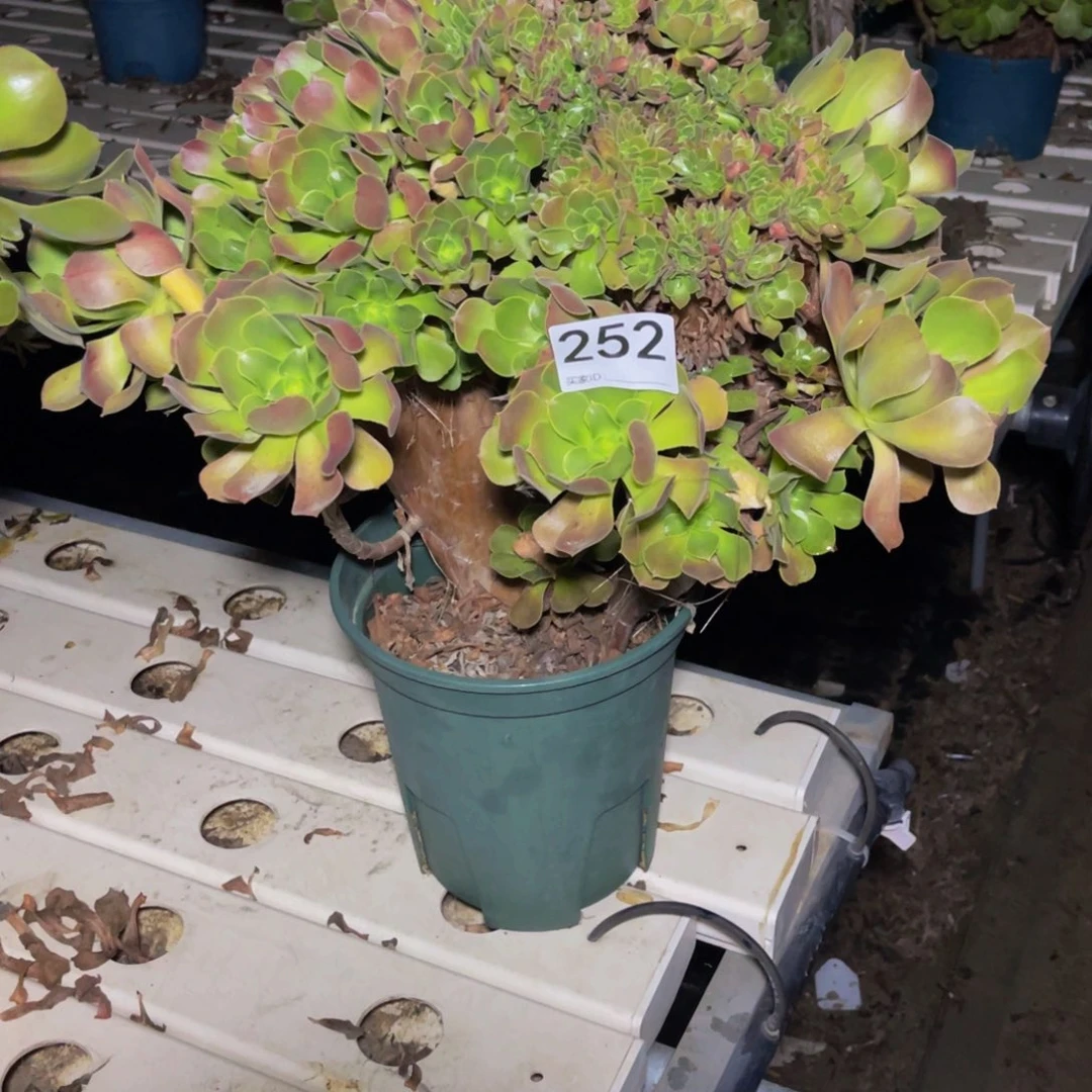 玫瑰法师7-42不包邮