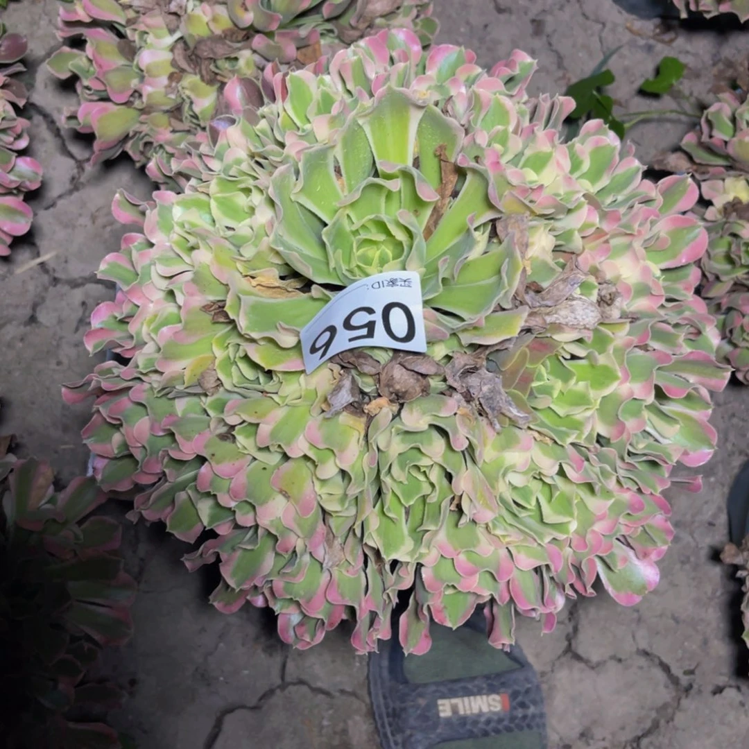 白法师15/51不包邮