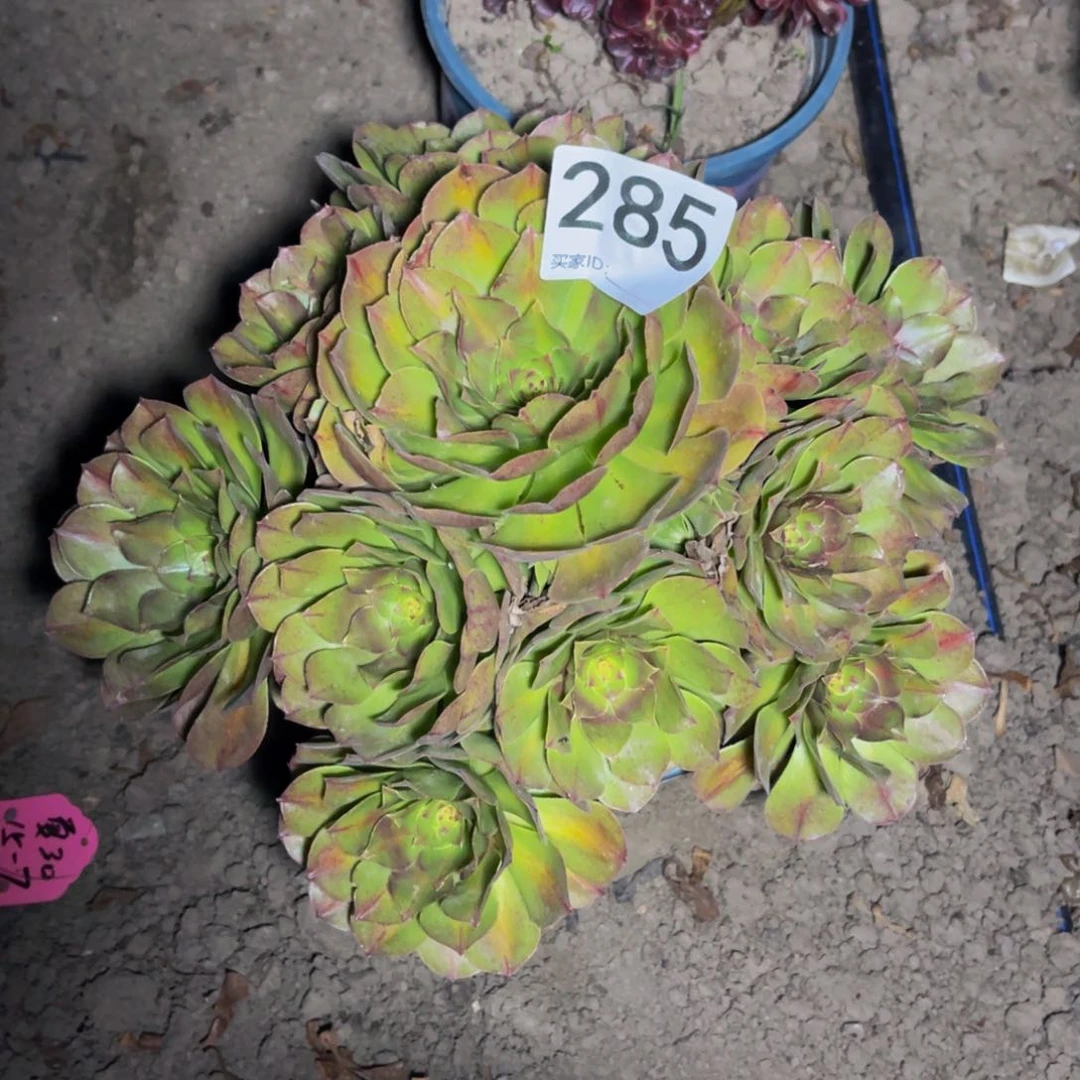 抹茶法师15–7包邮