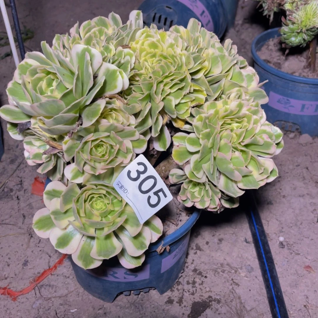 法师法师15-16不包邮