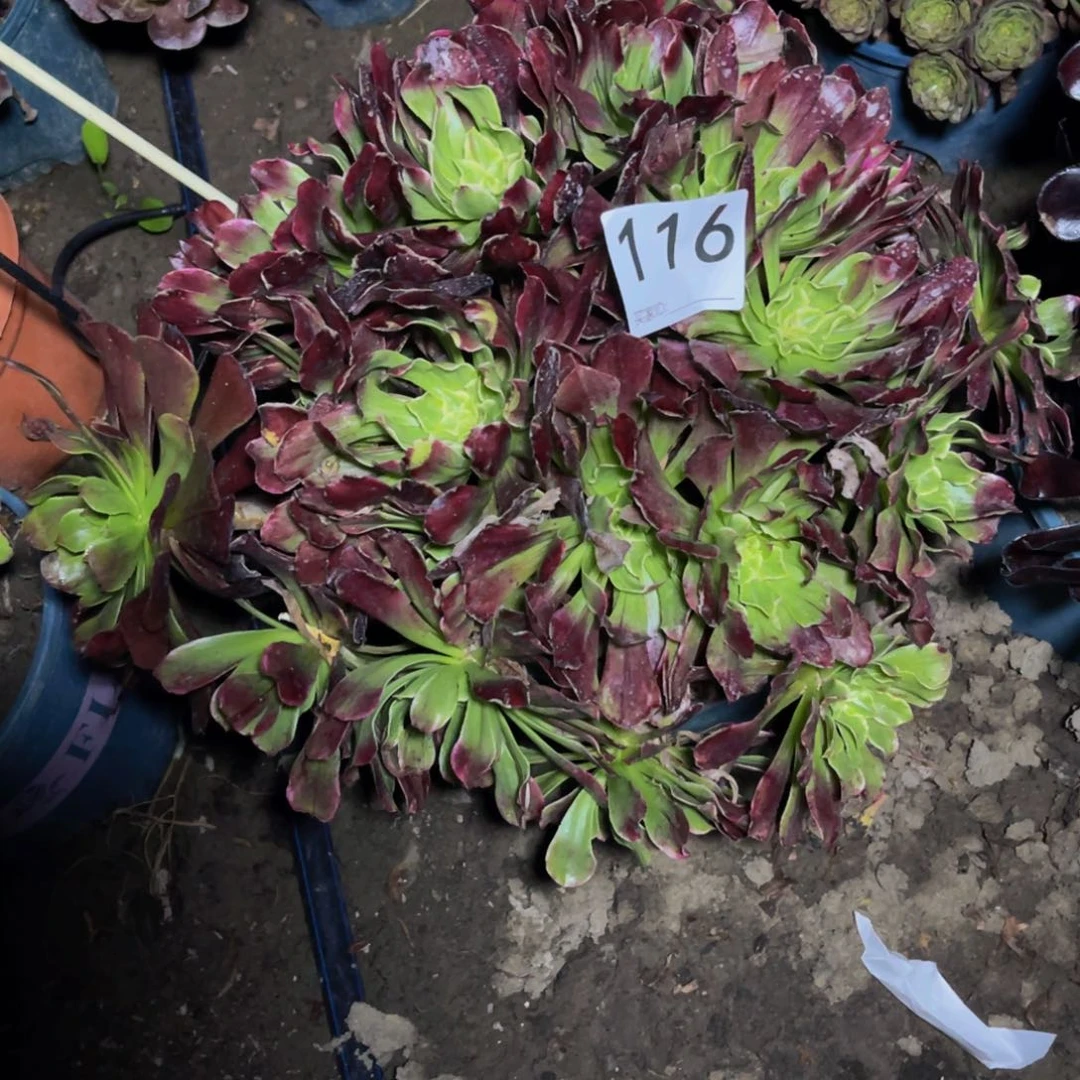 法师法师13-8包邮