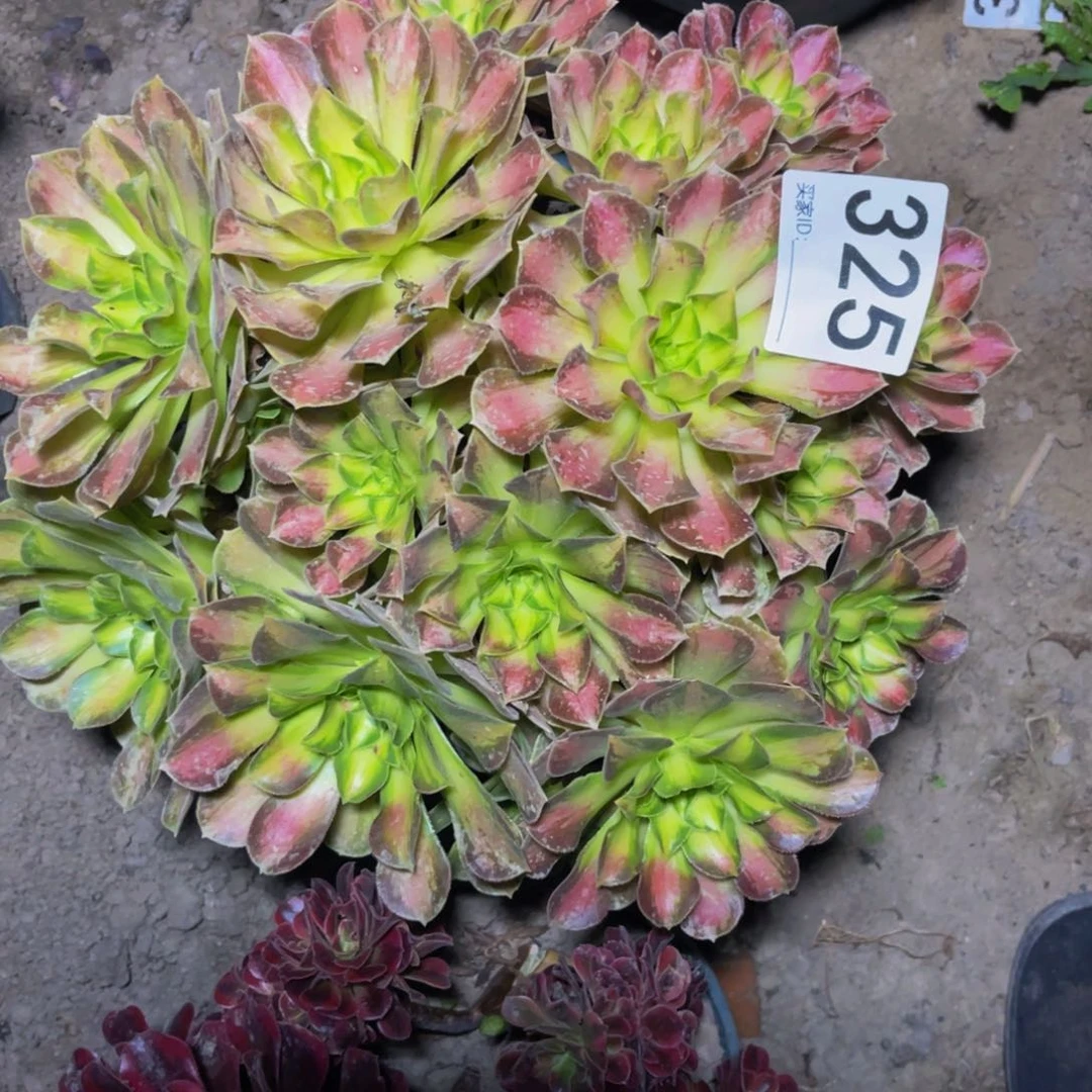 韶华法师15-1不包邮