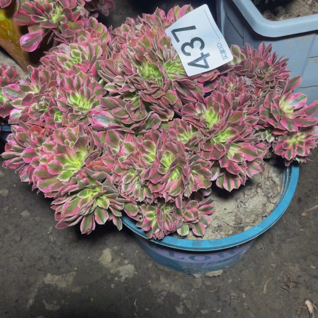 女巫法师15–20包邮