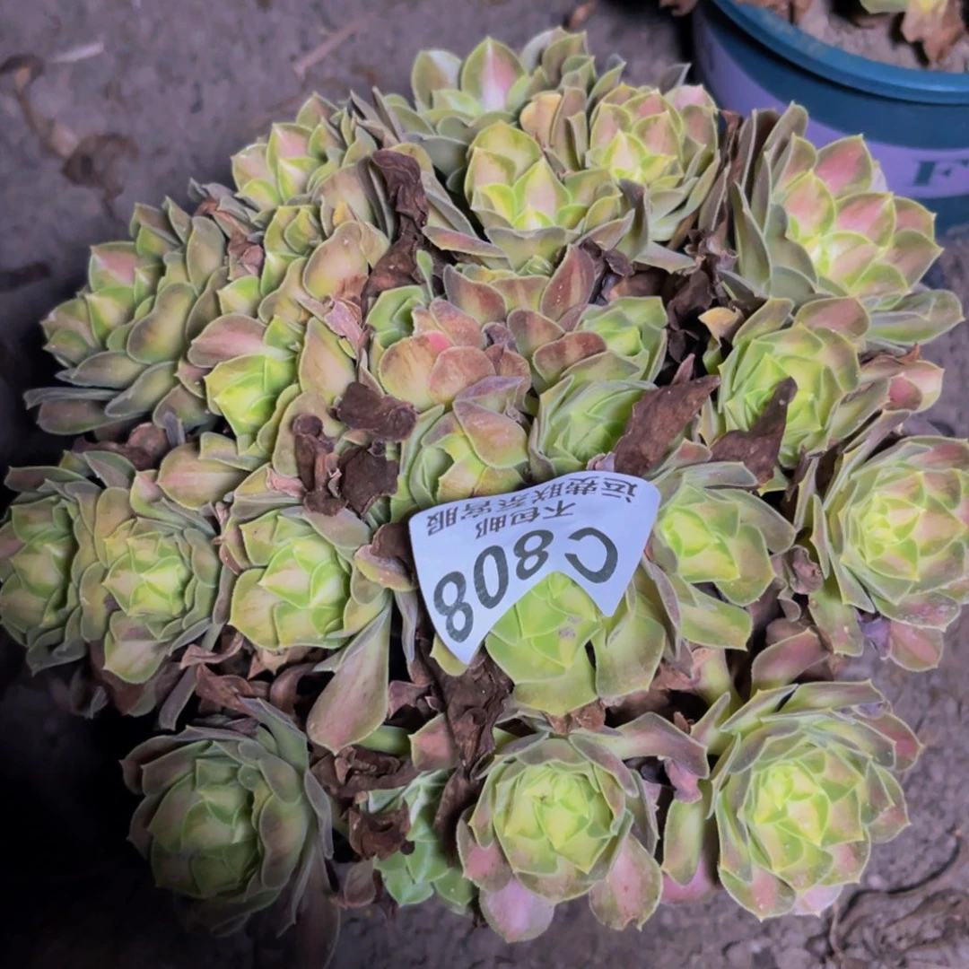 韶华法师32-47不包邮