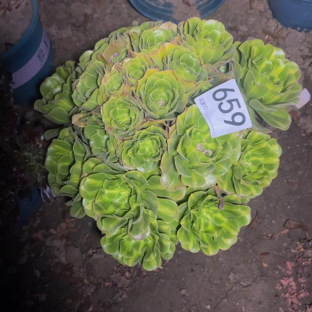 翡翠朵朵13-38包邮