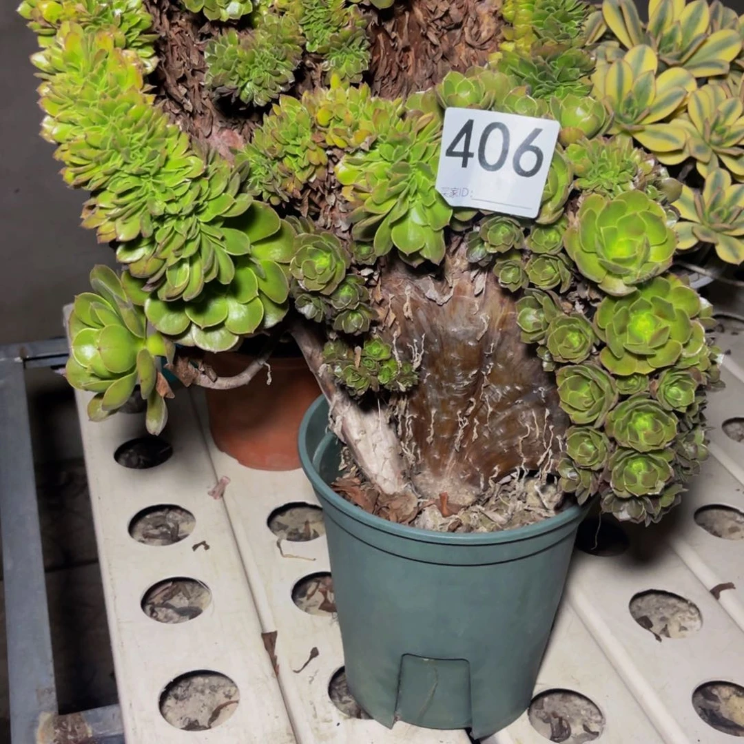 万圣节7/19不包邮