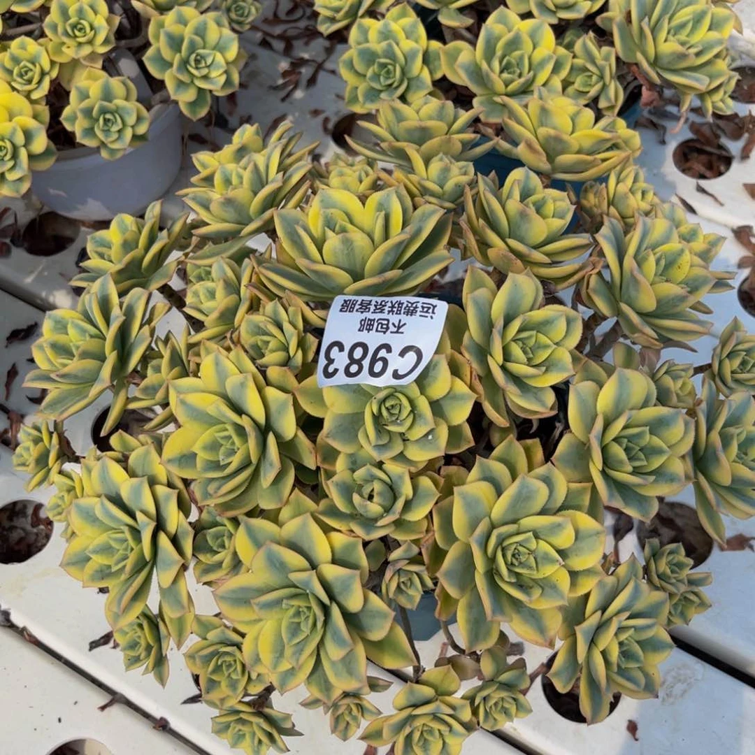 星法师7-9不包邮