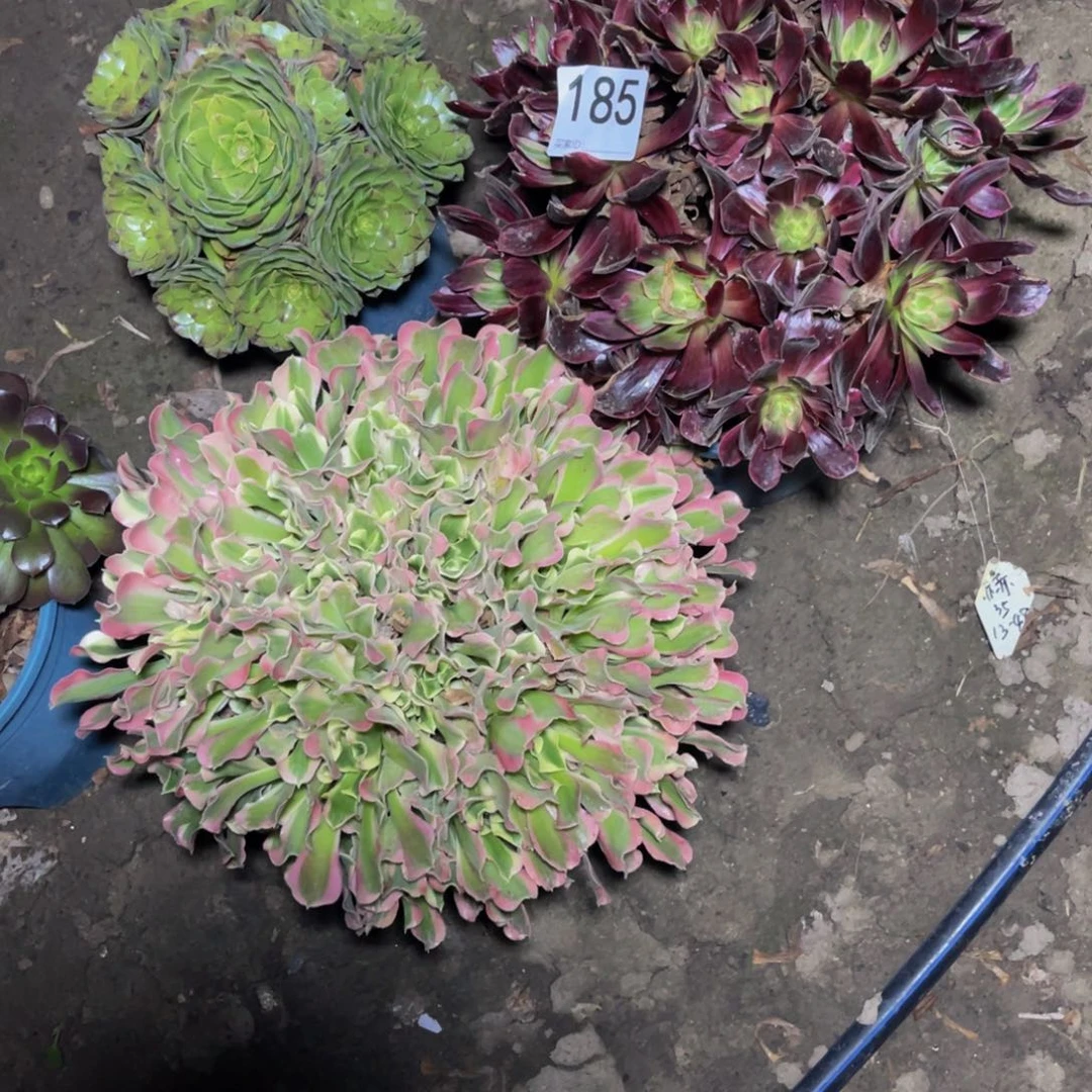 两盆法师13-48包邮