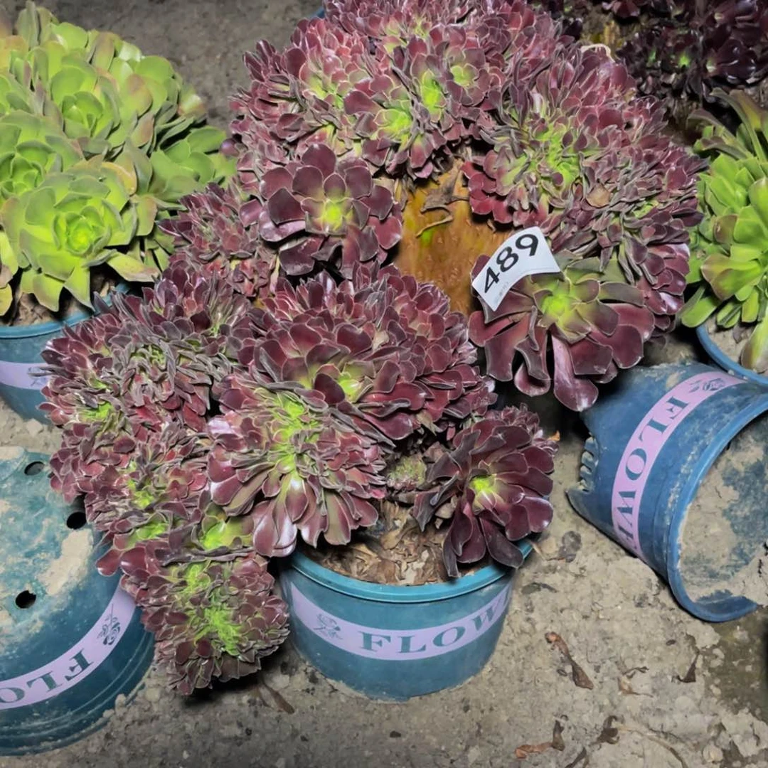 法师法师13///40不包邮