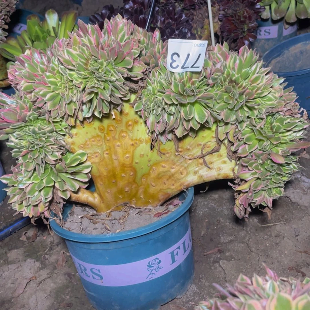 女神法师13//40包邮