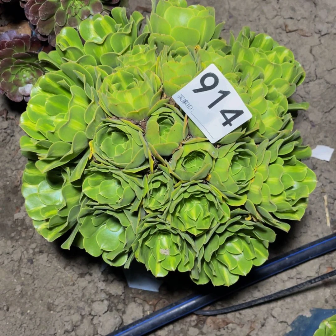 红陶20CM（含）-50CM（不含）翡翠朵朵13–43包邮