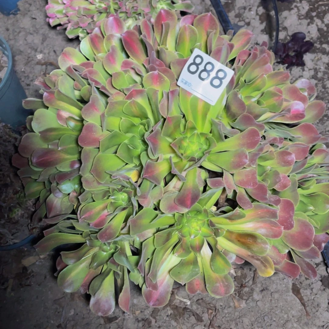 女巫法师13-18包邮