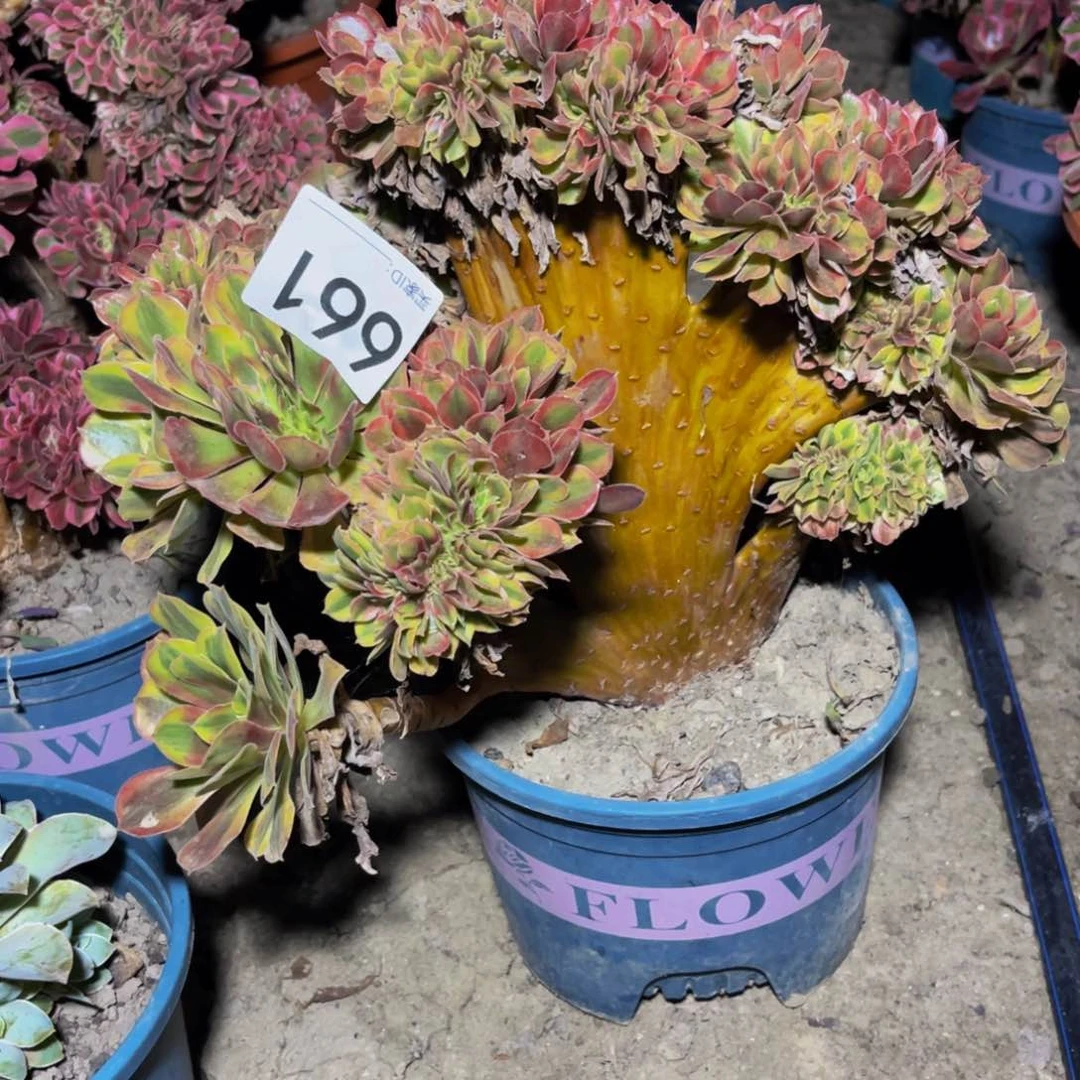 洛神法师15–20不包邮