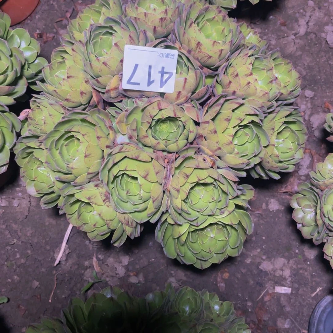 拉丝法师14-32包邮