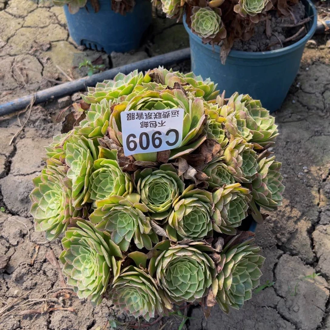 莲花法师26-37不包邮