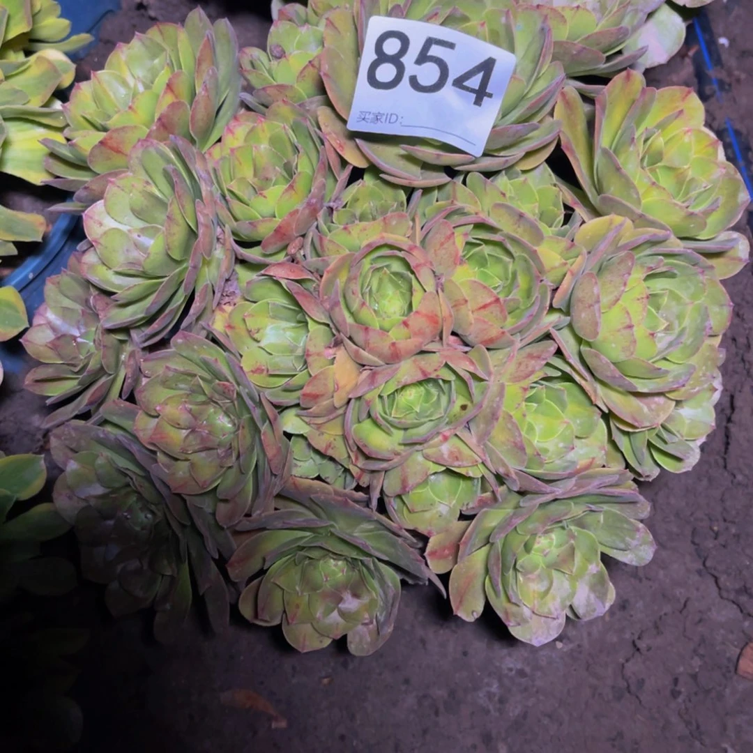 抹茶法师15–12包邮