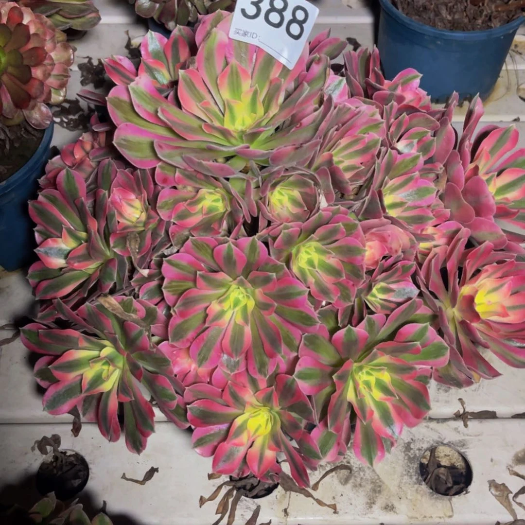 女巫法师7/33包邮