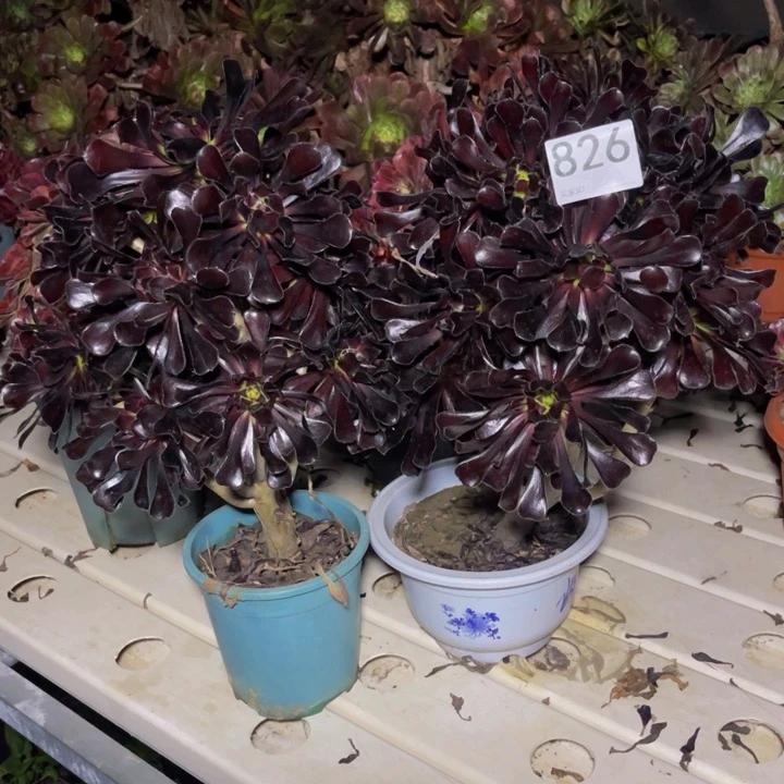 两盆法师3–47包邮