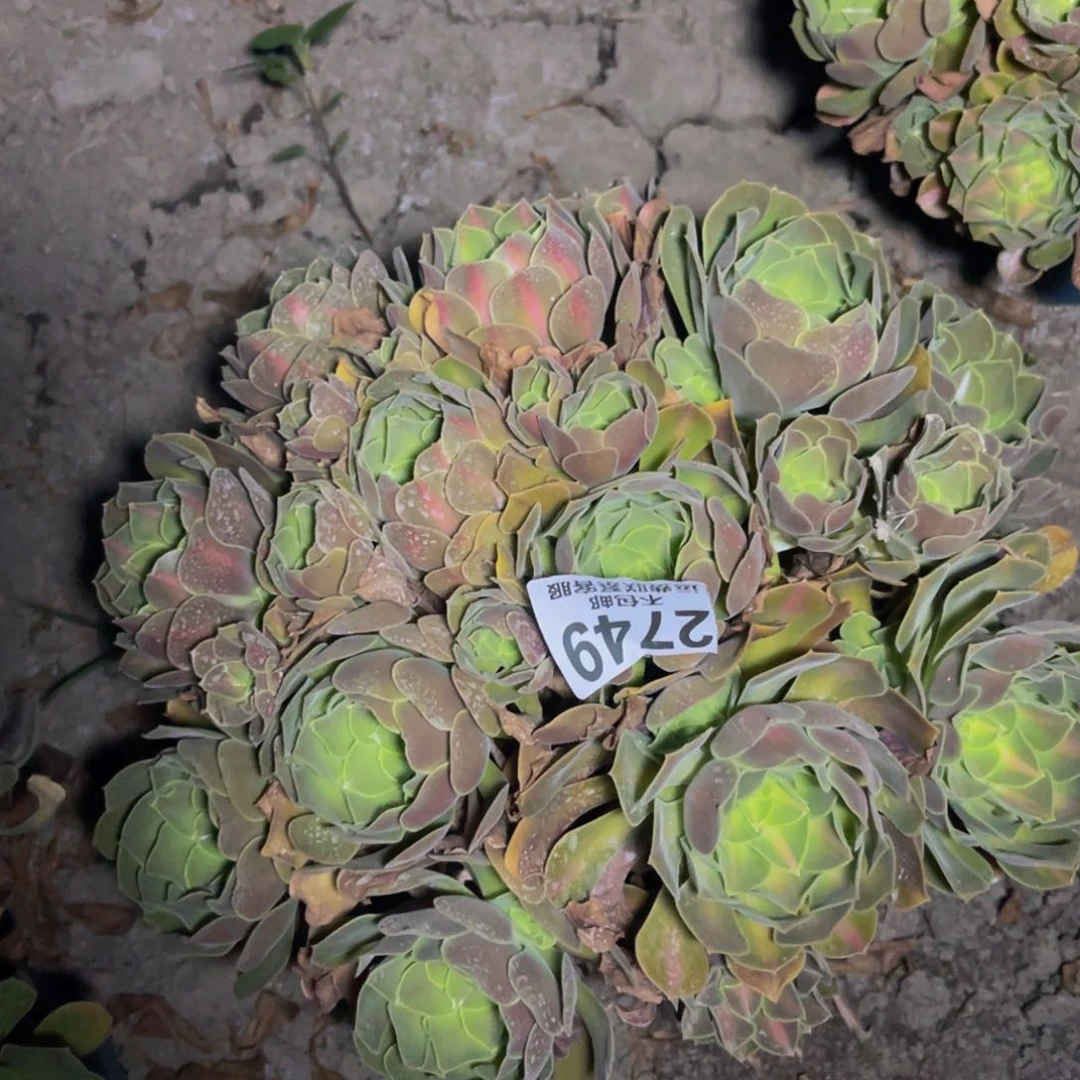 女巫法师32-11不包邮