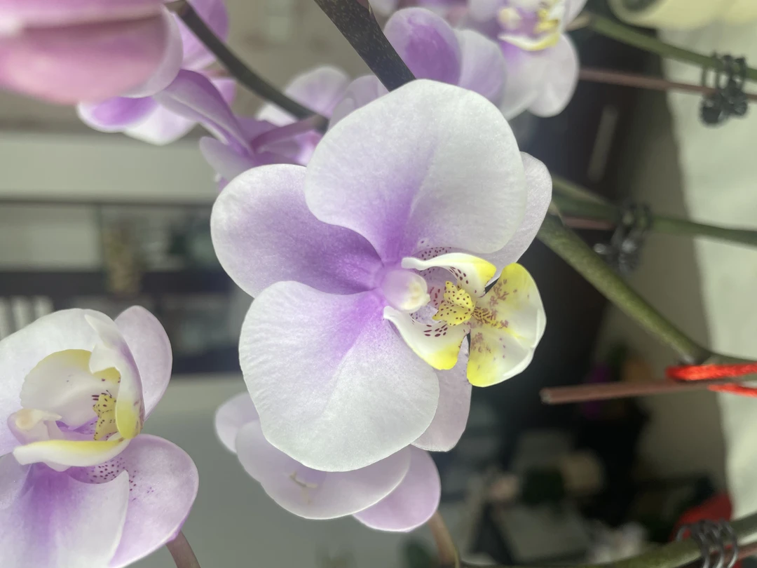 【小梅花】室内开花蝴蝶兰花年宵花蝴蝶兰婚礼伴手礼茶桌办公桌美化