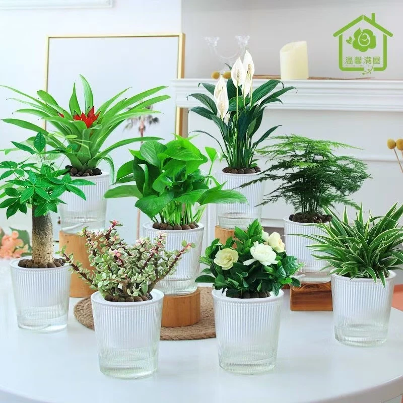 新品绿萝多肉发财树花卉盆栽植物办公室内小绿植