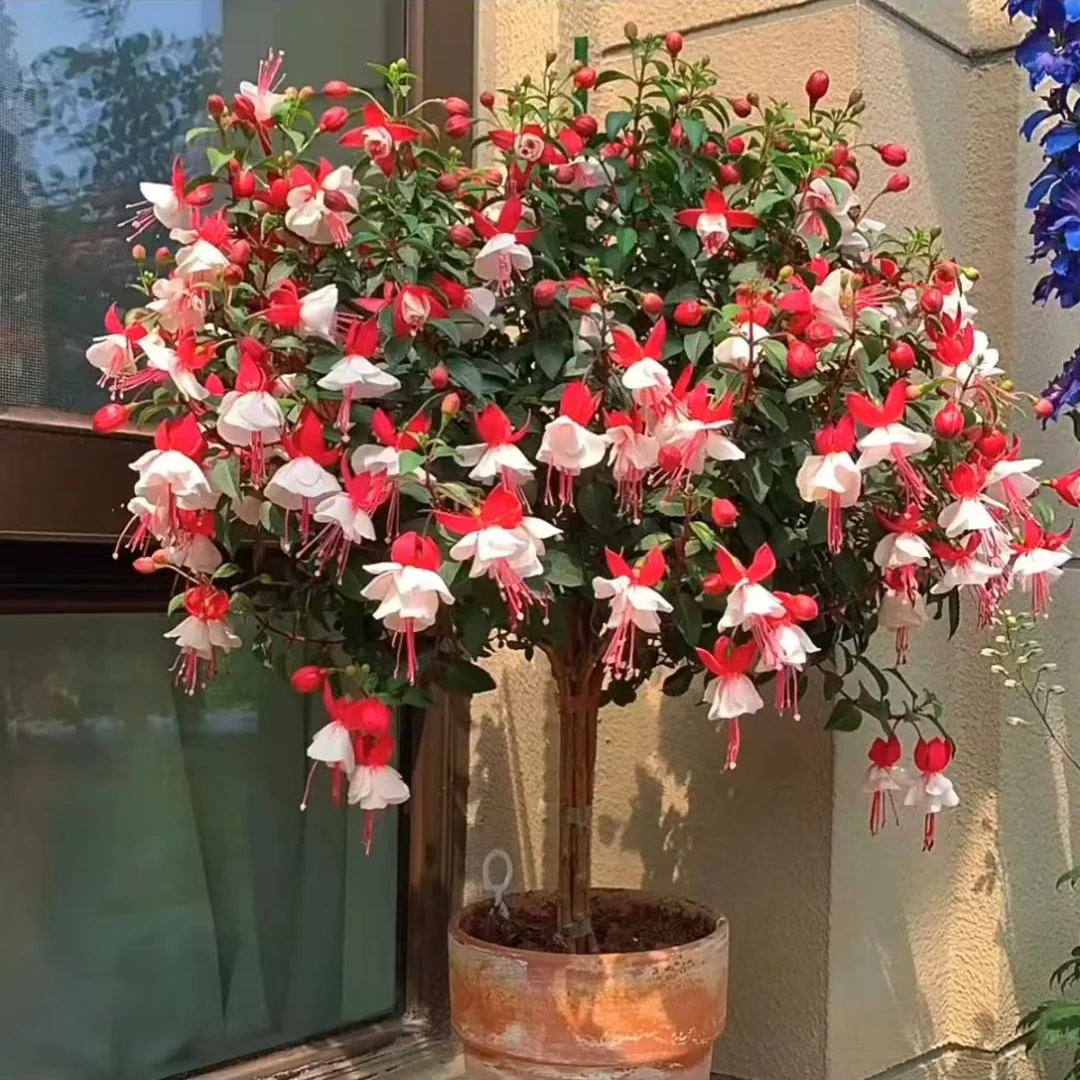 倒挂金钟 盆栽花苗阳台多年生容易爆盆草花植物