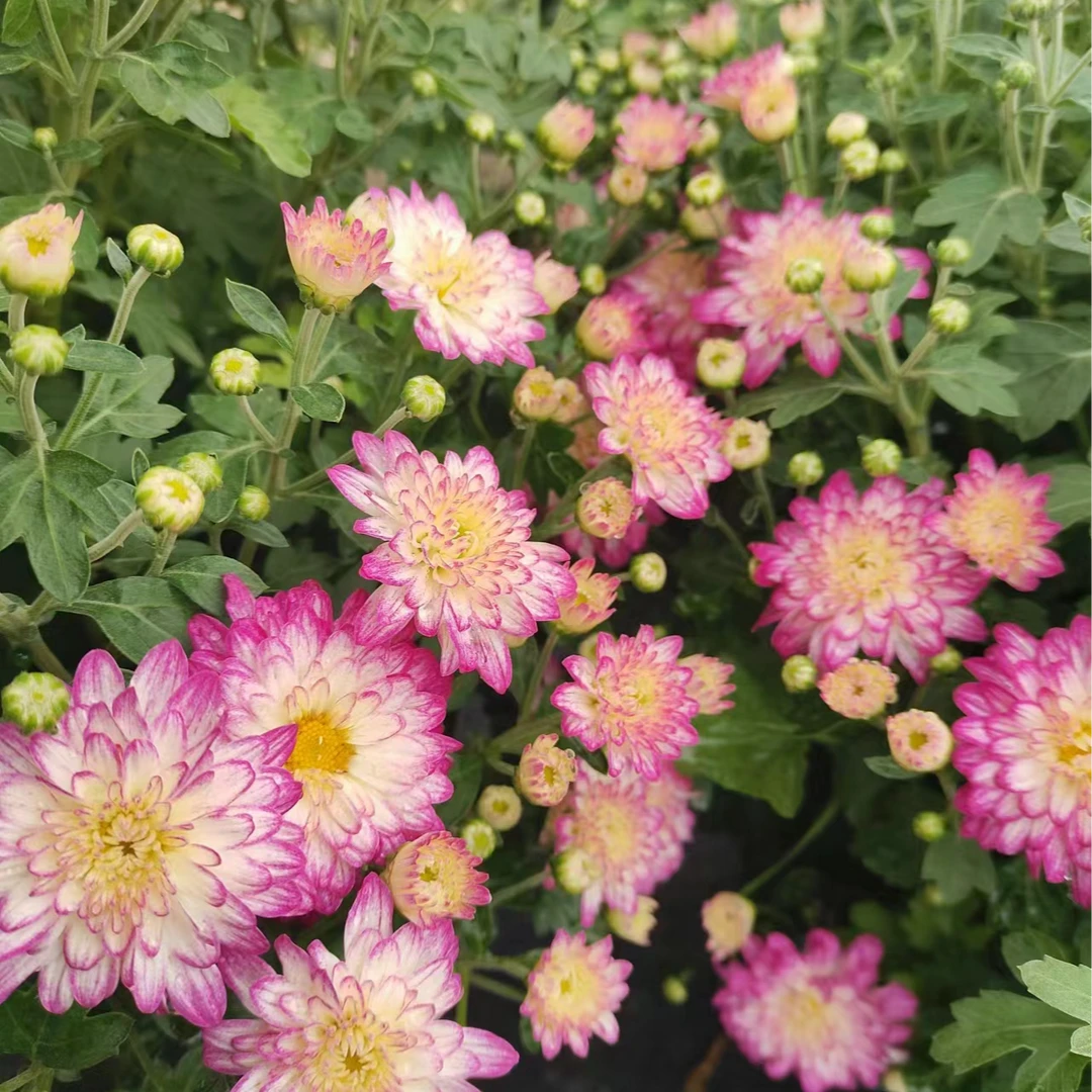 绚秋花语 千头菊 多季节开花 花量大易包盆 新手易养护