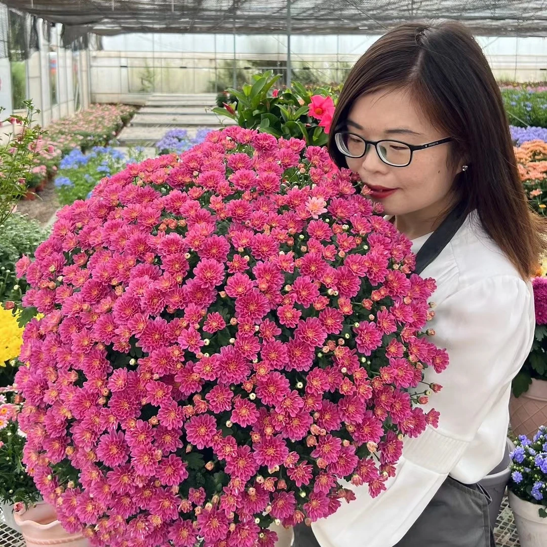 彩色糖果粉1加仑 千头菊 多季节开花 花量大易包盆 新手易养护