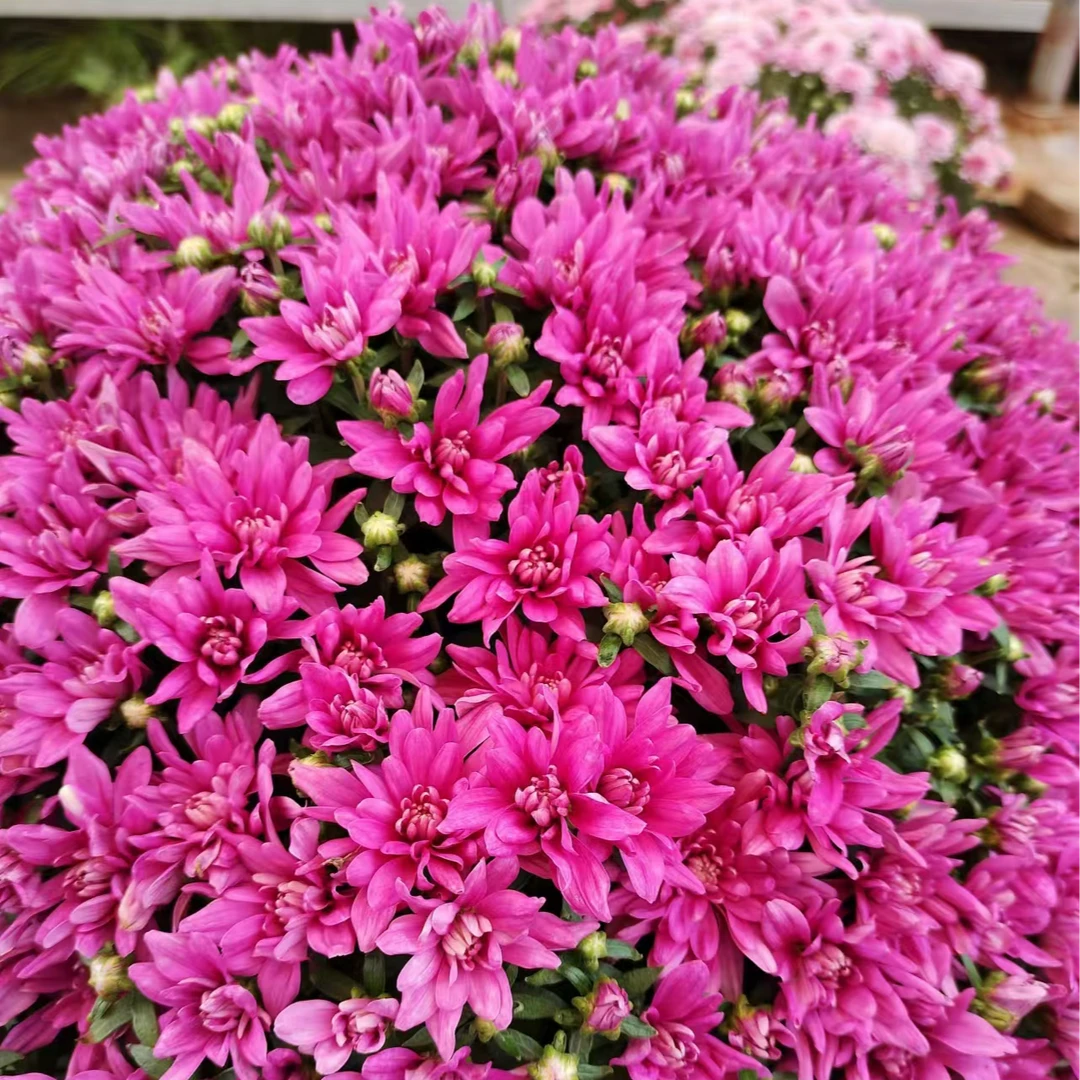 绚秋织锦 千头菊 多季节开花 花量大易包盆 新手易养护