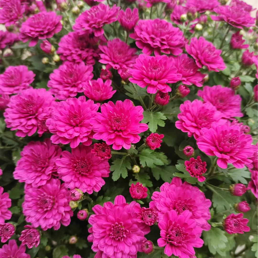 金秋胭脂1加仑 千头菊 多季节开花 花量大易爆盆