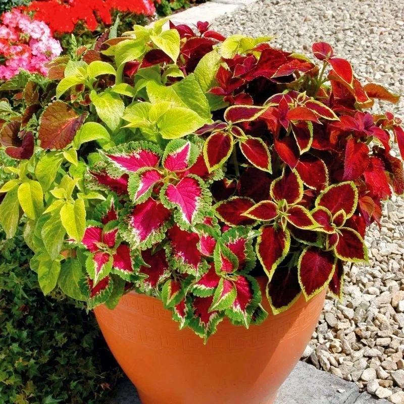 屋檐 彩叶草盆栽花苗夏季耐晒耐高温好养好看多年生植物