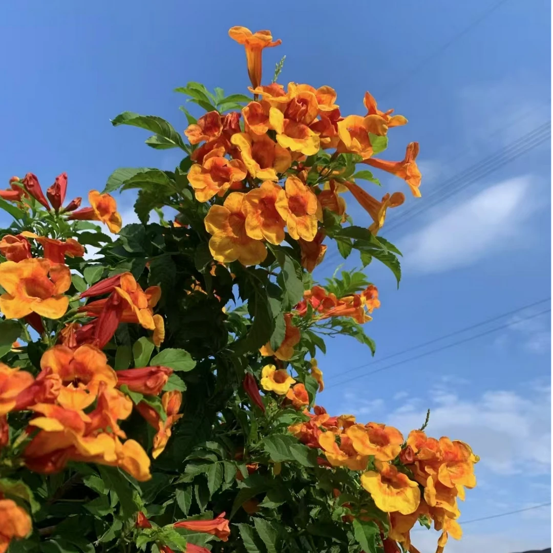 橙钟花凌霄花攀援藤本盆栽多年生多季节开花耐寒爬藤植物