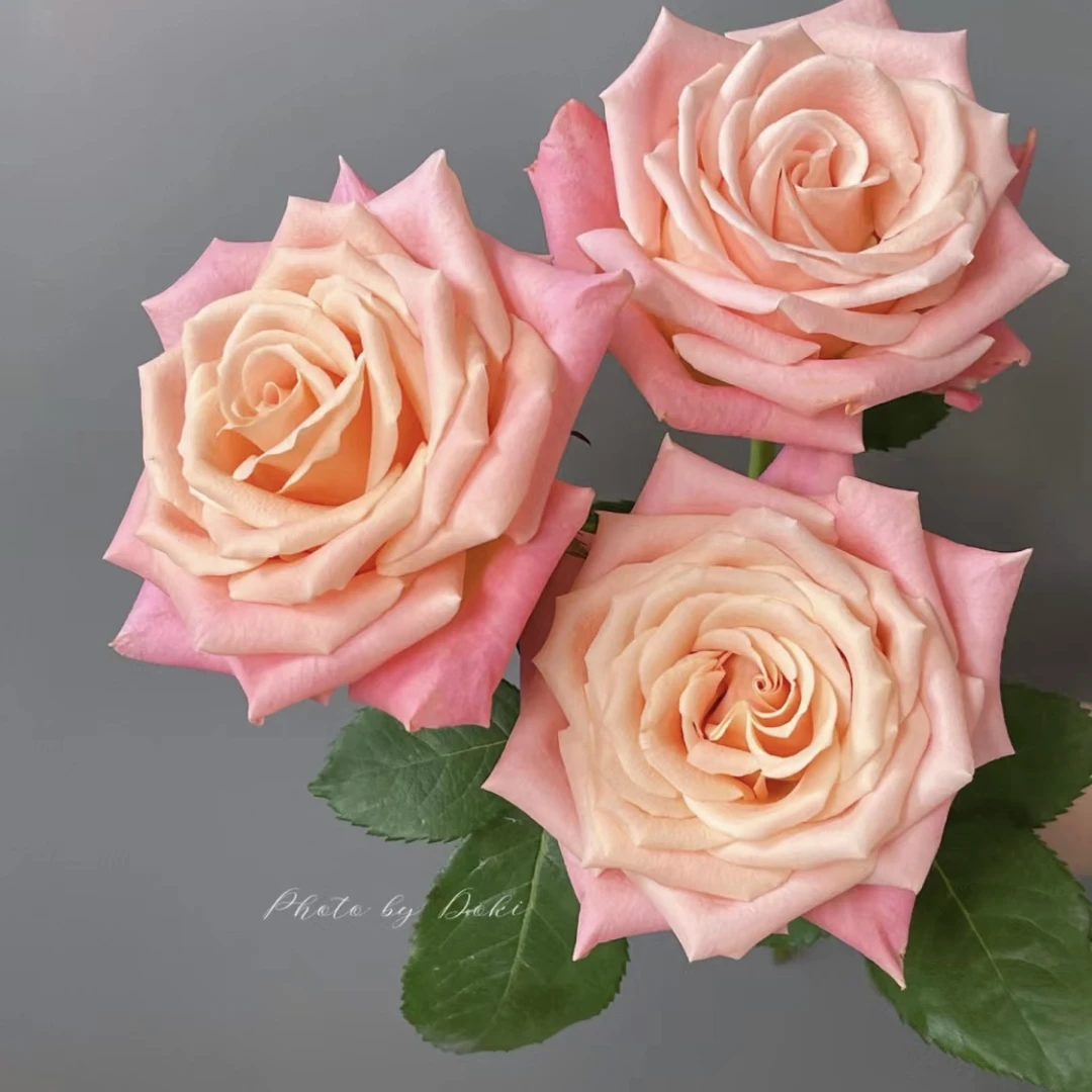 朱小姐-单头玫瑰（任意两单包邮，一单需要补运费）