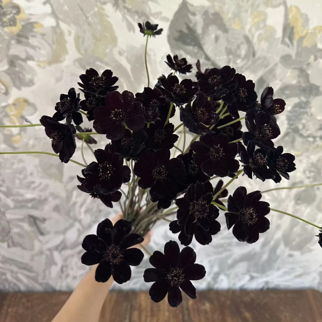 巧克力秋英（任意两单包邮，一单需要补运费）