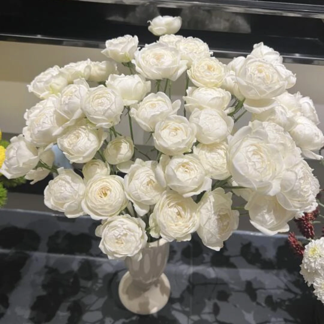 新娘七星（俏夕阳）-多头玫瑰（任意两单包邮，一单需要补运费）