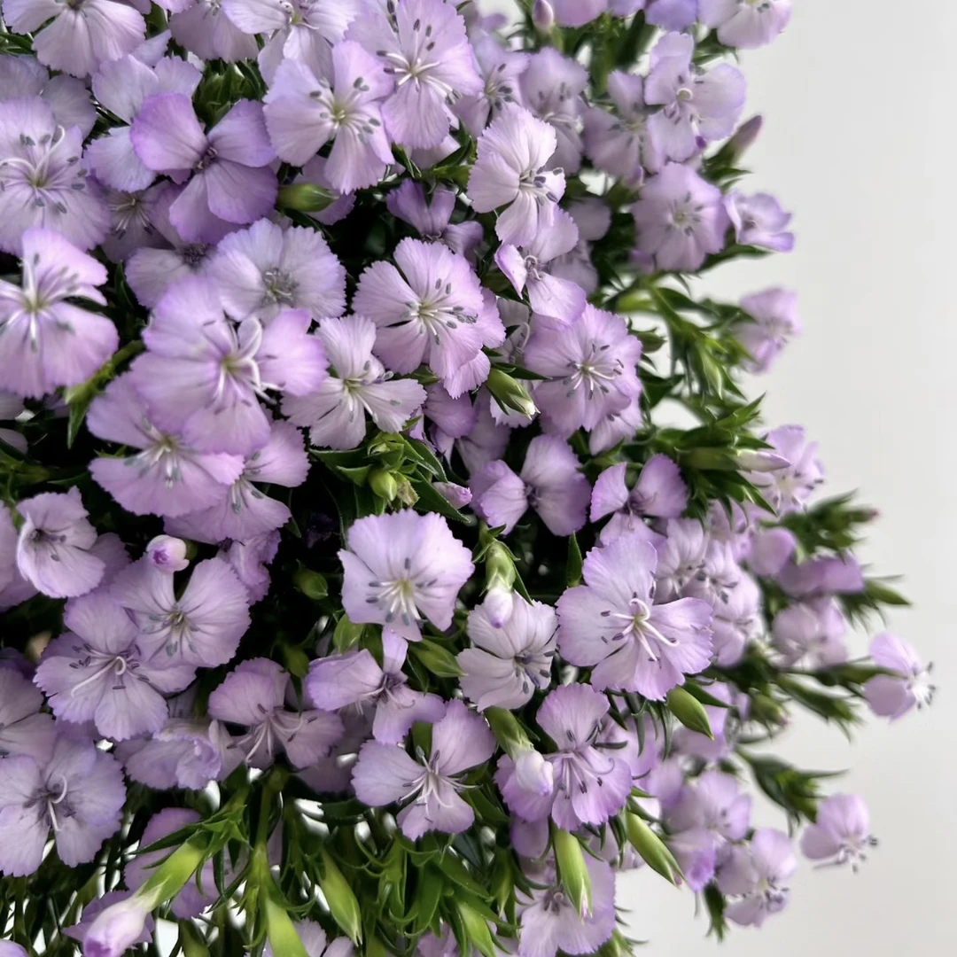 青梅（两单包邮）鲜花