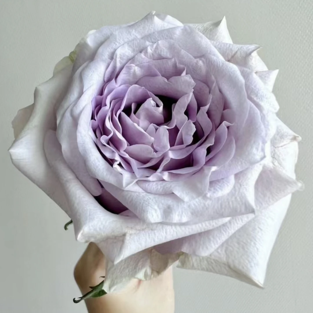 月光曲-单头玫瑰（任意两单包邮，一单需要补运费）