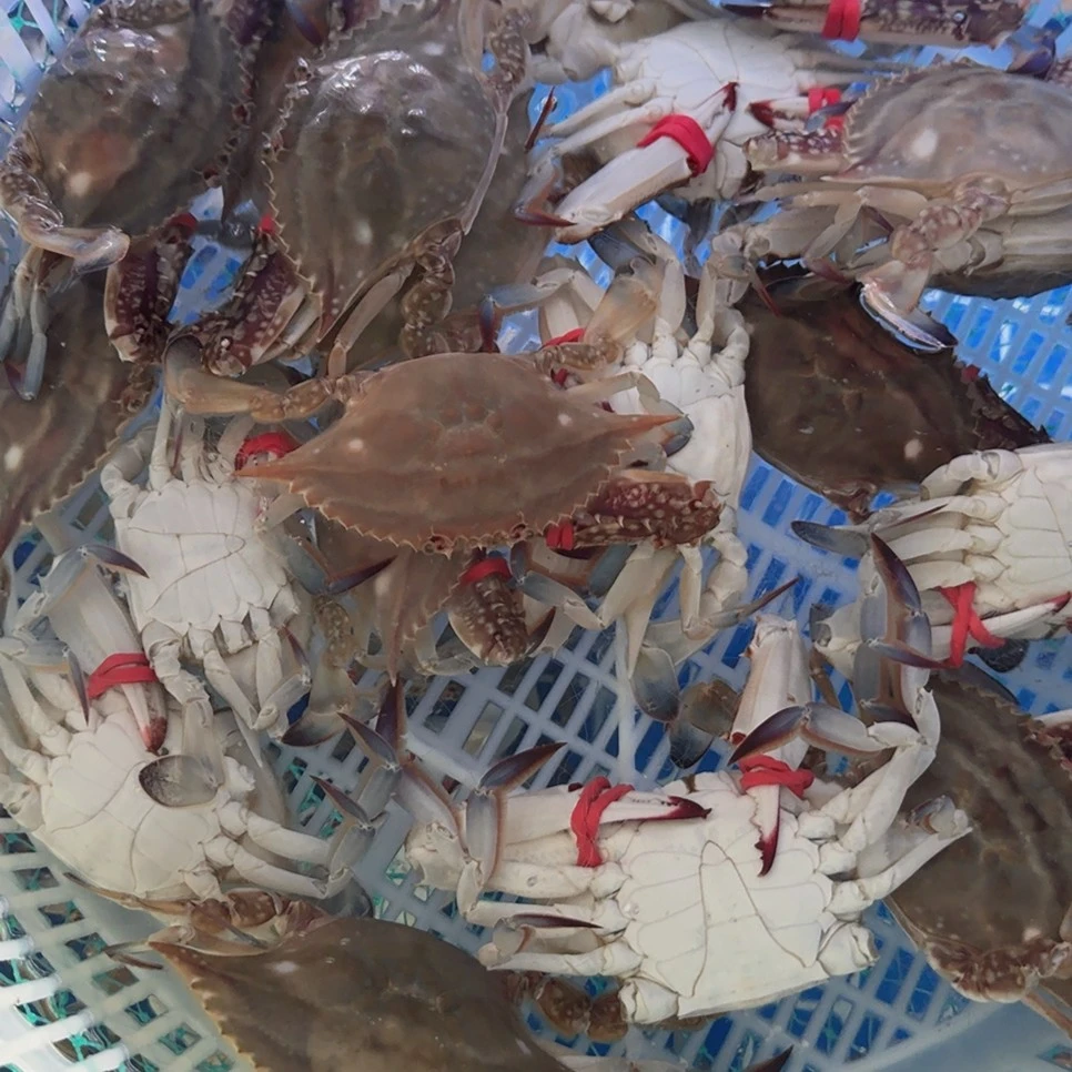【保鲜不保活】梭子蟹半斤左右3斤装