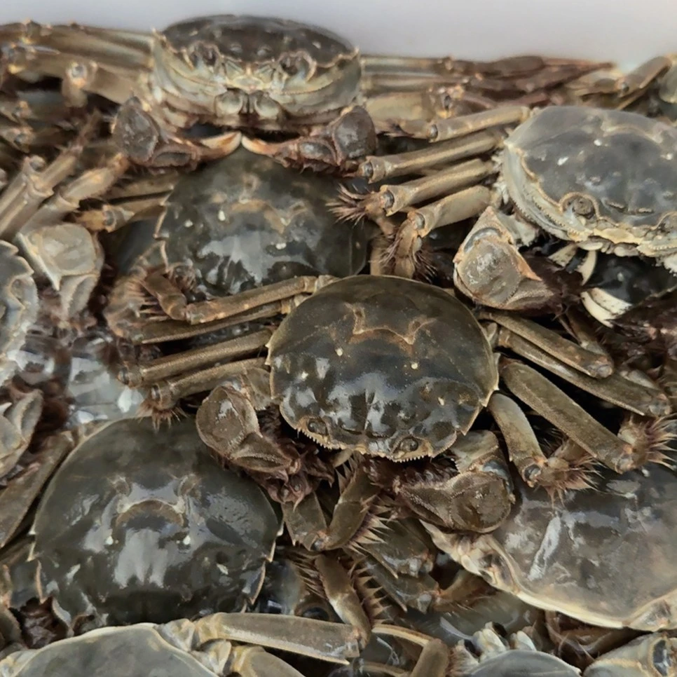 活蟹白洋淀大闸蟹单只2两左右【两斤装母蟹10只左右】