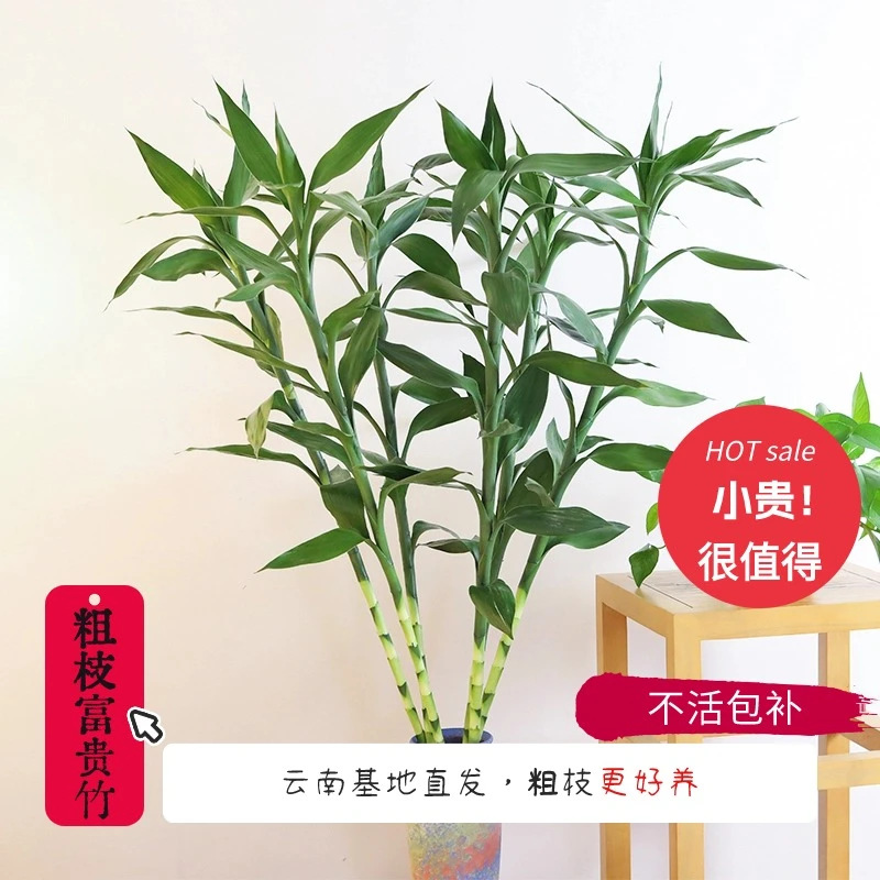粗枝大型富贵竹绿植云南基地发货水培家居常绿环保自然生长绿植竹