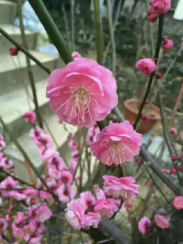梅花老桩，徽梅老桩，品种多多
