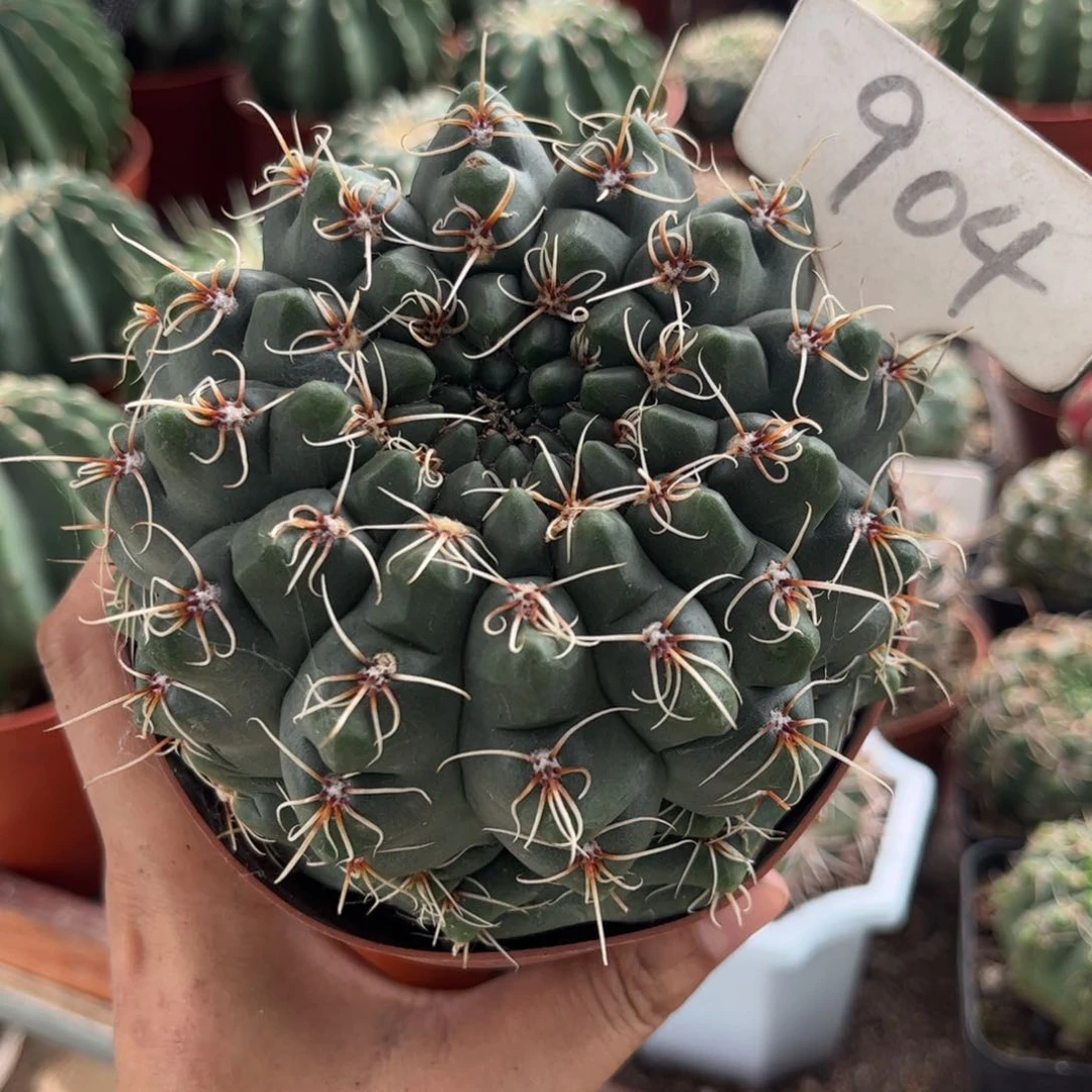 904实生菲花玉皮实生